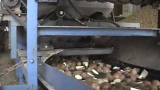 Cutting Potato Seed