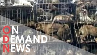 Truck Full of Pups Rescued from Chinese SLAUGHTERHOUSE