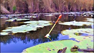 ЛОВЛЯ КАРАСЯ на ПОПЛАВОК ГЛУБОКОЙ ОСЕНЬЮ в КУВШИНКАХ