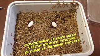 Come costruire un'incubatrice