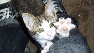 Cat Asking For Help Is Rescued But Watch What The Dogs Did Next