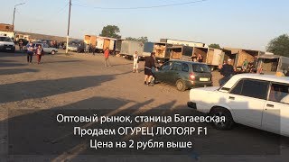 Оптовый рынок. Продаем огурец Лютояр F1