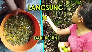 Cara Membuat Es Markisa Langsung Dari Kebun