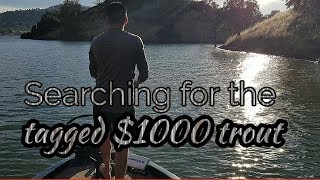 Quest for the $1000 tagged fish @ Lake Mcclure!