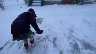 Snow Dog. She Loves To Chase The Shovel