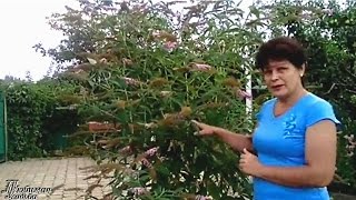 Цветущие кустарники. БУДЛЕЯ.