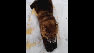 Охота на соболя капканами HD