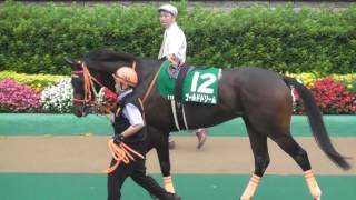 2016 第21回 ユニコーンステークス(ＧＩＩＩ) パドック 現地映像 ゴールドドリーム
