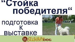 Стойка.   Собака четко стоит хенлинг  ринговая дрессировка уроки  подготовка к выставке