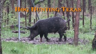 Hog Hunting Texas - Wild Boar Headshots