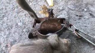 Эффективный способ ловли Крыс
