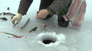 Ловим ротана на жерлицы