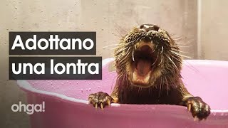Il bagnetto tutto da ridere di Svenn, la lontra rimasta orfana e adottata da una famiglia norvegese