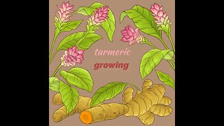 Can you grow tumeric all year around? When you should harvest?