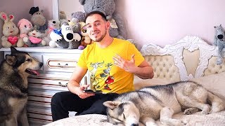 Сказки от Хаски / сказка про гаджеты / русские сказки для детей