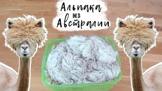 Альпака из Австралии - Как разобрать, помыть и подготовить шерсть к изготовлению кукольного парика