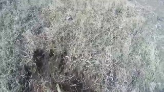 Плоскорез фокина против пырея