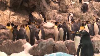 Loro Parque 2016