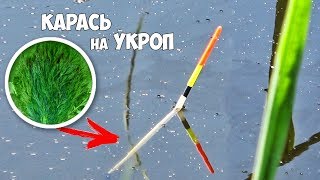 Поплавочная ЛОВЛЯ КАРАСЯ на УКРОП!!! Рыбалка на КАРАСЯ в КАМЫШАХ  с поплавком