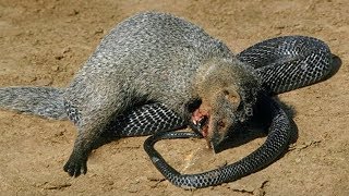 King Cobra Big Battle In The Desert Squirrel and the unexpected | Most Amazing Attack of Animals