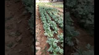 علي معاوية اجدادنا نحبهم وكيف ماتوا