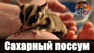 Сахарный поссум / Сахарная сумчатая летяга