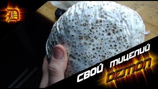 Мицелия собственного производства. Вот такие Грибы Получились
