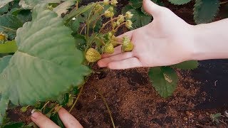 КАКОЙ УРОЖАЙ МЫ МОЖЕМ СОБРАТЬ С СОТКИ ЗЕМЛИ? ЧТО  МЫ ПОСАДИЛИ В ЭТОМ ГОДУ?СЕКРЕТЫ БОЛЬШИХ УРОЖАЕВ