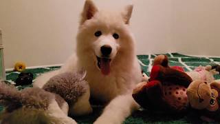 Husky, Malamute & Wolfdog Playing ❤️!