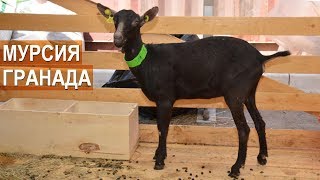 ИСПАНСКИЕ КОЗЫ МУРСИЯ ГРАНАДА. XIX Всероссийская выставка племенных овец и коз.