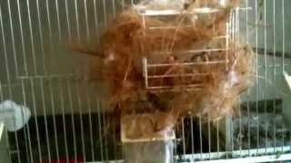 Καρδερινα στη φωλια με αυγα!  / Goldfinch with eggs in the nest!