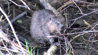 Маленько правды о бобрах Little truth about beavers