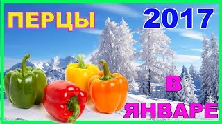 Посадка перцев в ЯНВАРЕ 2017 - Рассада перцев - Способы посадки семян перца