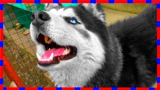 Хаски Дартаньян ПОЕТ ПЕСНЮ