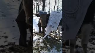 #Андогинбадмутин #жених #невеста