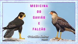Terapia dos animais de poder - Medicina e Meditação do Falcão/Gavião