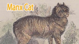 Manx Breed