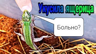 ЧТО БУДЕТ, ЕСЛИ УКУСИТ ЯЩЕРИЦА? УКУС ПРЫТКОЙ ЯЩЕРИЦЫ! EXO TOP