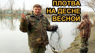 Ловля плотвы на Десне весной