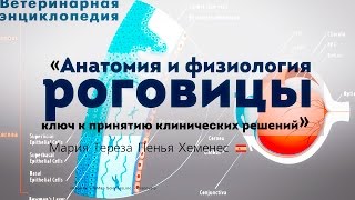 Анатомия и физиология роговицы. Corneal anatomy and physiology