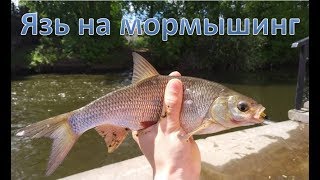 Поимка крупного язя на мормышинг