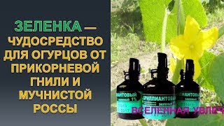 ЗЕЛЕНКА ЧУДО СРЕДСТВО ДЛЯ ОГУРЦОВ ОТ ПРИКОРНЕВОЙ ГНИЛИ И МУЧНИСТОЙ РОСЫ