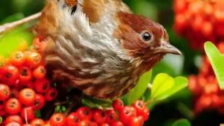 ProShow Slideshow - Звуки живой природы - Пение птичек.....