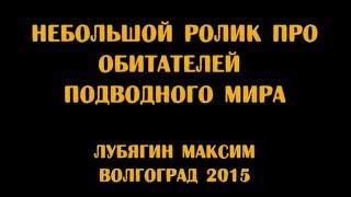 Подводная охота зимой. Волгоград.