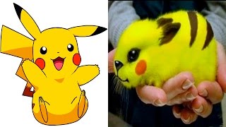POKEMON IN REAL LIFE
