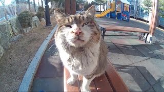 내 자전거를 졸졸 따라오던 길고양이 stray cat follow me ネコ - 관찰남