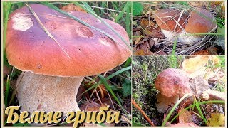 БЕЛЫЕ ГРИБЫ 30 штук на одном месте! | Нашел новую грибную точку | Грибы растут на деревенском пруду!