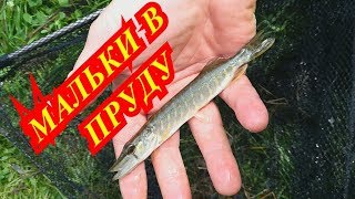 пруд на даче#6 МАЛЬКИ В ПРУДУ!РАЗВЕДЕНИЕ РЫБЫ!МАЛЬКИ КАРАСЯ,ЩУКИ,КАРПА,АМУРА,,ЛИНЯ,КОРМЕЖКА РЫБЫ!