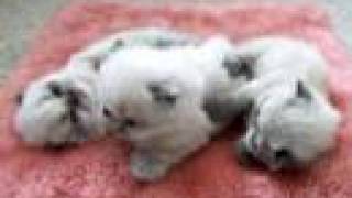 Cute Baby Himalayan Kittens