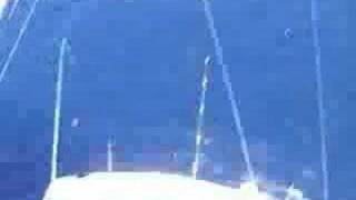 blue marlin feeding